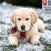 Image of Skittles, a Golden Retriever puppy