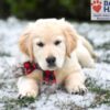 Image of Skittles, a Golden Retriever puppy