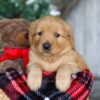 Image of Dasher, a Golden Retriever puppy