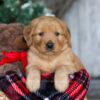 Image of Dasher, a Golden Retriever puppy