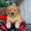 Image of Dasher, a Golden Retriever puppy