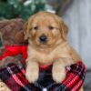 Image of Dasher, a Golden Retriever puppy