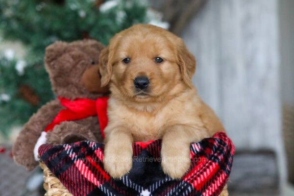 Image of Dasher, a Golden Retriever puppy