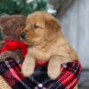 Image of Dasher, a Golden Retriever puppy