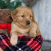 Image of Dasher, a Golden Retriever puppy