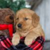 Image of Dasher, a Golden Retriever puppy