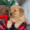 Image of Dasher, a Golden Retriever puppy