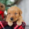 Image of Drummer, a Golden Retriever puppy