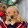 Image of Drummer, a Golden Retriever puppy