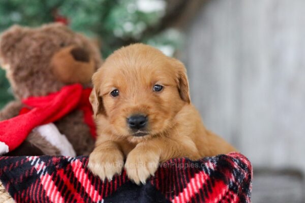 Image of Drummer, a Golden Retriever puppy