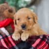 Image of Drummer, a Golden Retriever puppy