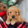 Image of Drummer, a Golden Retriever puppy