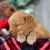 Image of Drummer, a Golden Retriever puppy