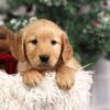 Image of Faith, a Golden Retriever puppy