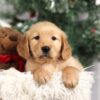 Image of Faith, a Golden Retriever puppy