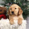 Image of Faith, a Golden Retriever puppy