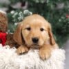 Image of Faith, a Golden Retriever puppy