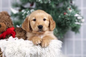 Image of Faith, a Golden Retriever puppy