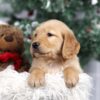 Image of Faith, a Golden Retriever puppy