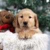 Image of Faith, a Golden Retriever puppy