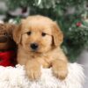 Image of Fallon, a Golden Retriever puppy