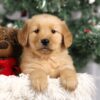 Image of Fallon, a Golden Retriever puppy