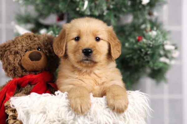 Image of Fallon, a Golden Retriever puppy