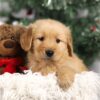 Image of Fallon, a Golden Retriever puppy