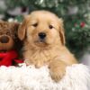 Image of Fallon, a Golden Retriever puppy