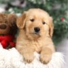 Image of Fallon, a Golden Retriever puppy