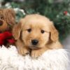 Image of Fallon, a Golden Retriever puppy