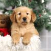 Image of Fargo, a Golden Retriever puppy