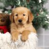 Image of Fargo, a Golden Retriever puppy