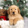 Image of Fargo, a Golden Retriever puppy