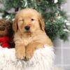 Image of Fargo, a Golden Retriever puppy