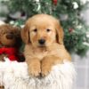 Image of Fargo, a Golden Retriever puppy