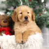 Image of Fargo, a Golden Retriever puppy