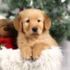 Image of Fargo, a Golden Retriever puppy