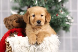 Image of Fargo, a Golden Retriever puppy