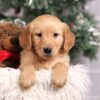 Image of Felicity, a Golden Retriever puppy