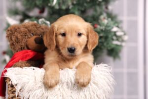 Image of Felicity, a Golden Retriever puppy