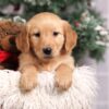 Image of Felicity, a Golden Retriever puppy