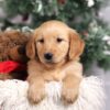 Image of Felicity, a Golden Retriever puppy