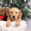 Image of Felicity, a Golden Retriever puppy