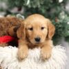 Image of Felicity, a Golden Retriever puppy