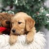 Image of Felicity, a Golden Retriever puppy