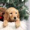 Image of Felicity, a Golden Retriever puppy