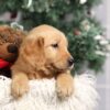 Image of Felicity, a Golden Retriever puppy