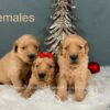 Image of Dec 18 - Rambo x Spring Gold 🎄, a Golden Retriever puppy