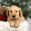 Image of Finley, a Golden Retriever puppy